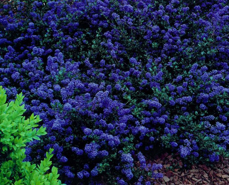 ceanothus victoria
